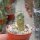 Weingartia fidaiana ssp. amerhauseri VOS 1969