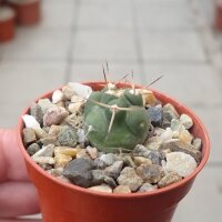 Pyrrhocactus bisii VOS 2495 gepfr.