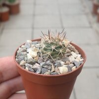 Pyrrhocactus bisii VOS 2495 gepfr.