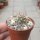 Pyrrhocactus bisii VOS 2495 gepfr.