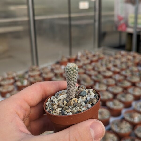 Gymnocactus mandragora v. zaragossensis  CITES, not outside EU