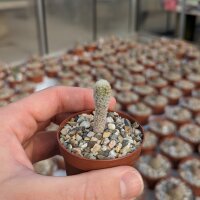 Gymnocactus mandragora v. zaragossensis  CITES, not...