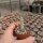 Gymnocactus mandragora v. zaragossensis  CITES, not outside EU