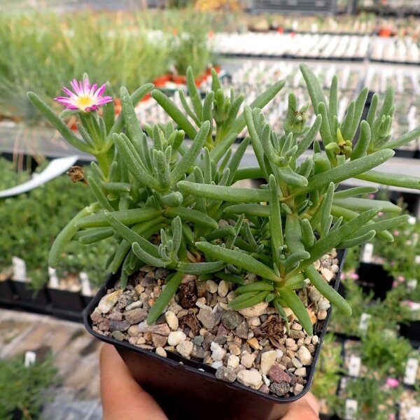Delosperma harazianum