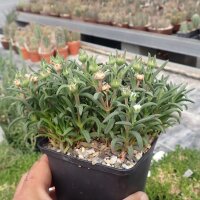 Delosperma lydenburgense