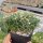 Delosperma lydenburgense