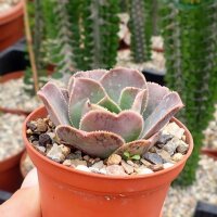 Aeonium escobarii