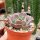 Aeonium escobarii