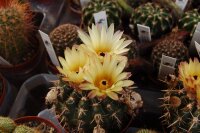 Notocactus submammulosus STO 90-372