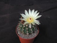 Notocactus submammulosus STO 90-372