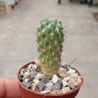 Neowerdermannia vorwerkii Comanche, La Paz, Bolivien