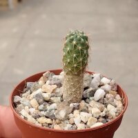 Neowerdermannia vorwerkii Comanche, La Paz, Bolivien