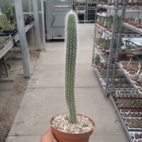 Cephalocleistocactus ritteri v. rubriflora