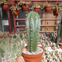 Trichocereus macrogonus