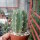 Trichocereus macrogonus