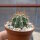 Trichocereus macrogonus