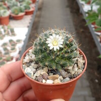 Mammillaria painteri Rep. 1366
