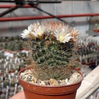 Mammillaria painteri Rep. 1366