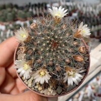 Mammillaria painteri Rep. 1366