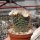 Mammillaria painteri Rep. 1366