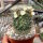 Mammillaria painteri Rep. 1366