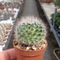 Mammillaria hirsuta  Rep. 1515