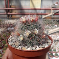 Mammillaria hirsuta  Rep. 1515
