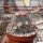 Mammillaria hirsuta  Rep. 1515