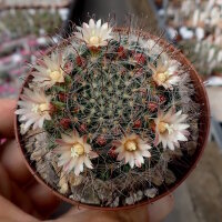 Mammillaria hirsuta  Rep. 1236