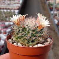 Mammillaria hirsuta  Rep. 1236