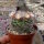Mammillaria hirsuta  Rep. 1236