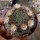 Mammillaria hirsuta  Rep. 1236