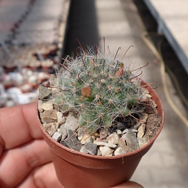 Mammillaria gilensis Rep. 1739