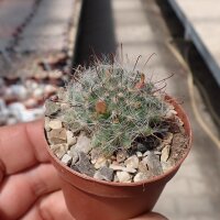 Mammillaria gilensis Rep. 1739