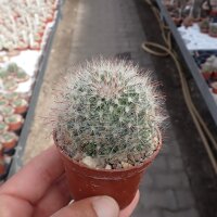 Mammillaria gilensis Rep. 1739