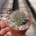 Mammillaria gilensis Rep. 1739