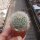 Mammillaria gilensis Rep. 1739