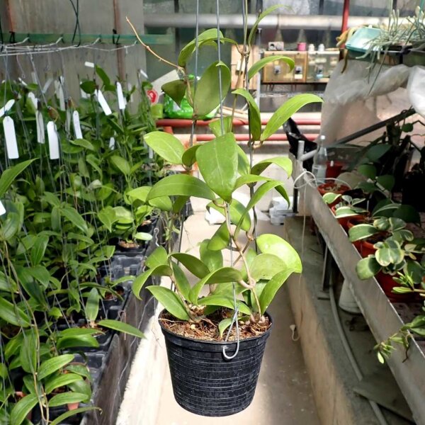 Hoya bhutanica