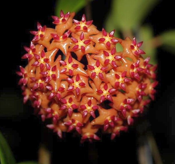 Hoya blashernaezii ssp. valmayoriana
