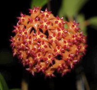 Hoya blashernaezii ssp. valmayoriana