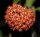 Hoya blashernaezii ssp. valmayoriana