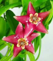 Hoya coronaria cv. Red Flower
