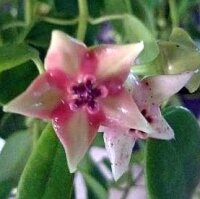 Hoya coronaria cv. Red Corona