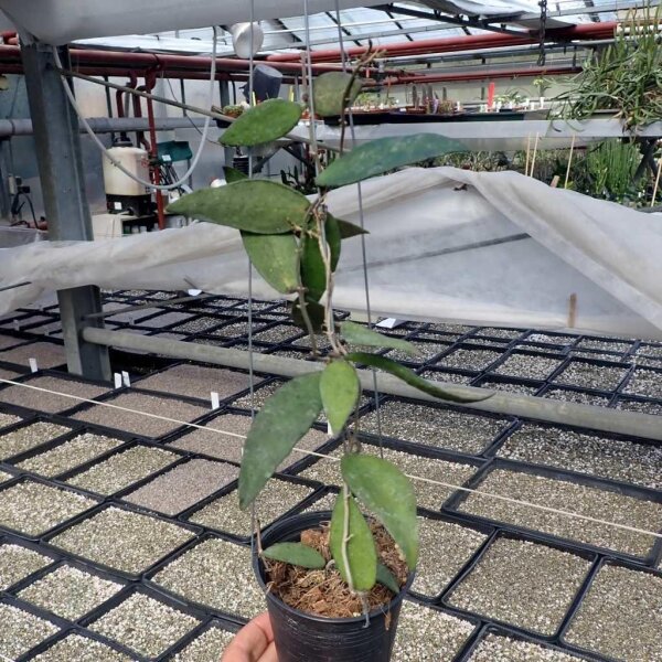 Hoya flagellata cv. Big Leaves