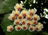 Hoya imbricata maxima