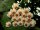 Hoya imbricata maxima
