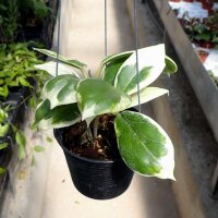 Hoya incrassata cv. Albomarginata