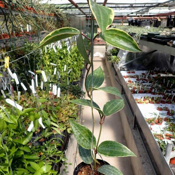 Hoya macrophylla cv. Albomarginata