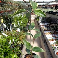 Hoya macrophylla cv. Albomarginata