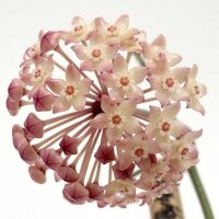 Hoya macrophylla cv. Albomarginata